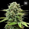 AUTO GUERILLA GLUE · Bulk Seed Bank · semi di canapa · Auto Fem