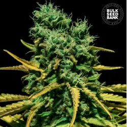 AUTO HELL BELLS OG · Bulk Seed Bank · semillas de marihuana · Auto Fem