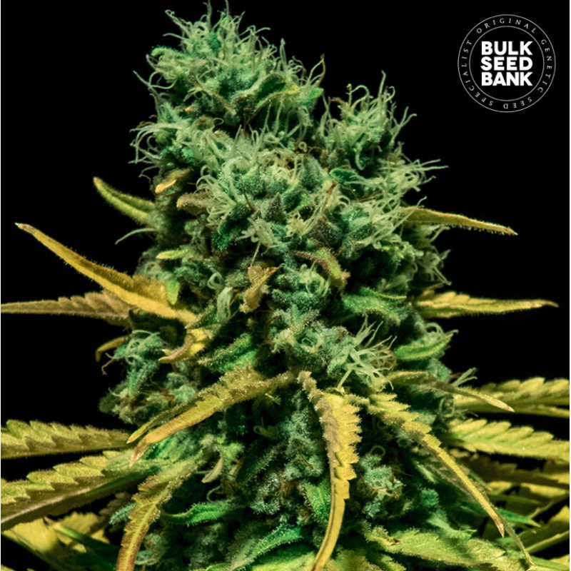 AUTO HELL BELLS OG · Bulk Seed Bank · semi di canapa · Auto Fem