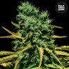 AUTO HELL BELLS OG · Bulk Seed Bank · semillas de marihuana · Auto Fem