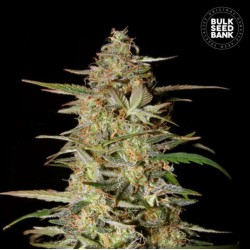 AUTO HINDU KUSH · Bulk Seed Bank · semillas de marihuana · Auto Fem