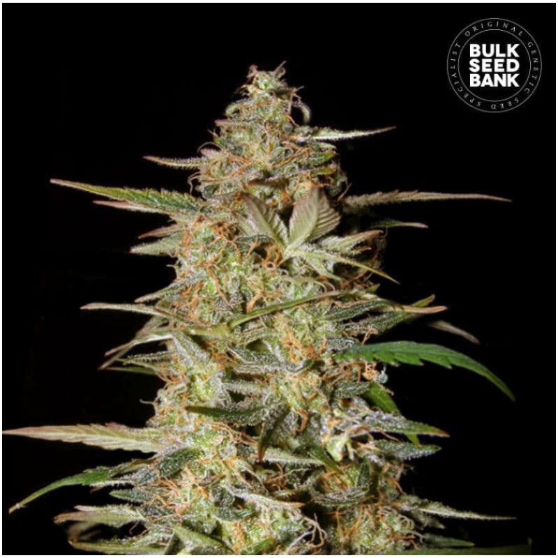 AUTO HINDU KUSH · Bulk Seed Bank · semi di canapa · Auto Fem