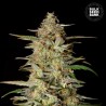 AUTO HINDU KUSH · Bulk Seed Bank · semi di canapa · Auto Fem