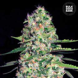 AUTO JACK HAIR · Bulk Seed Bank · cannabis seeds · Auto Fem