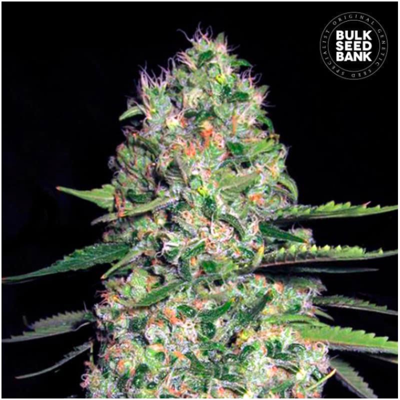 AUTO JACK HAIR · Bulk Seed Bank · semi di canapa · Auto Fem