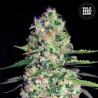 AUTO JACK HAIR · Bulk Seed Bank · semi di canapa · Auto Fem