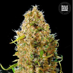 AUTO KALI'S MISTERY · Bulk Seed Bank · semillas de marihuana · Auto Fem