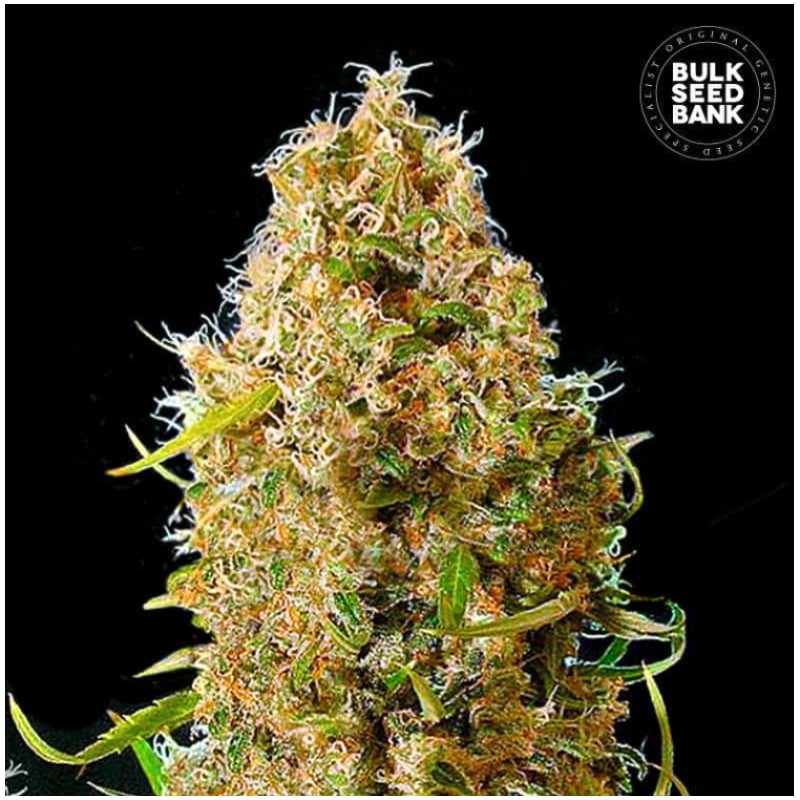 AUTO KALI'S MISTERY · Bulk Seed Bank · cannabis seeds · Auto Fem