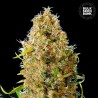 AUTO KALI'S MISTERY · Bulk Seed Bank · cannabis seeds · Auto Fem