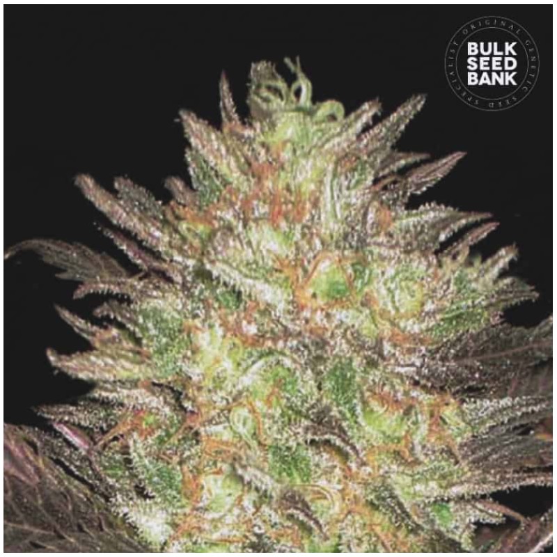 AUTO LAVENDER BEST · Bulk Seed Bank · semillas de marihuana · Auto Fem