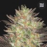 AUTO LAVENDER BEST · Bulk Seed Bank · cannabis seeds · Auto Fem