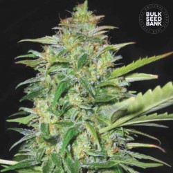 AUTO LIME SKUNK · Bulk Seed Bank · semillas de marihuana · Auto Fem