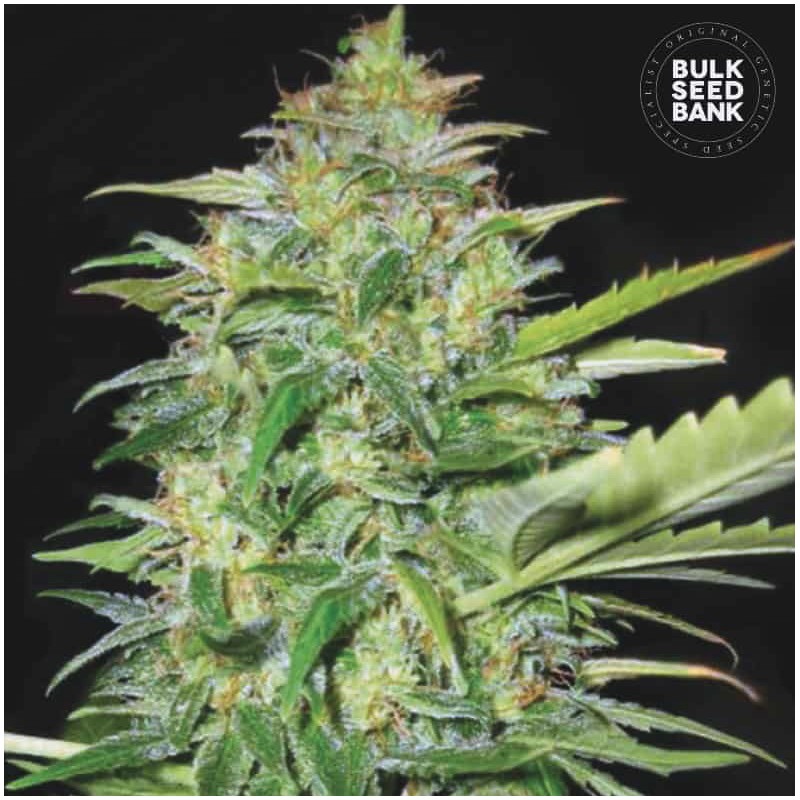 AUTO LIME SKUNK · Bulk Seed Bank · cannabis seeds · Auto Fem