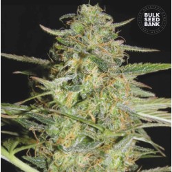 AUTO LOVERYDER · Bulk Seed Bank · semillas de marihuana · Auto Fem
