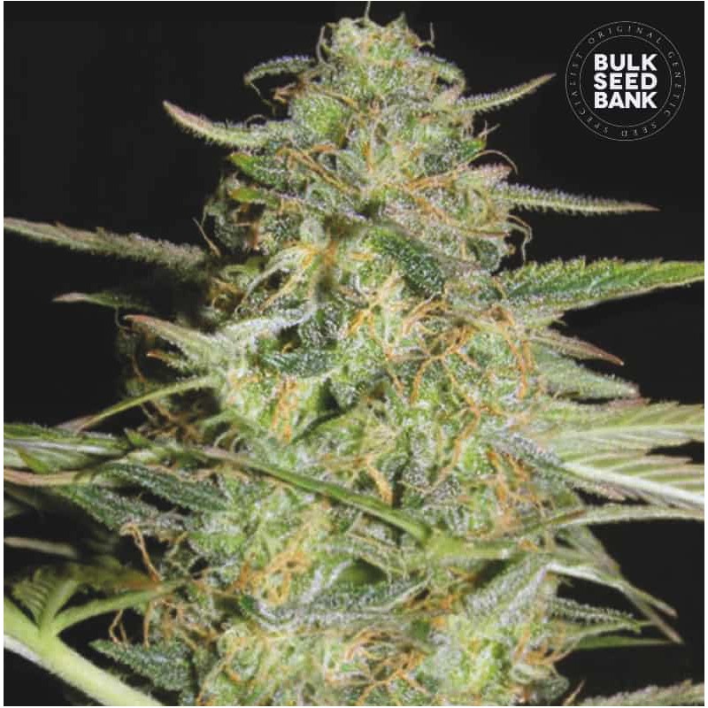 AUTO LOVERYDER · Bulk Seed Bank · semillas de marihuana · Auto Fem