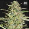 AUTO LOVERYDER · Bulk Seed Bank · semi di canapa · Auto Fem