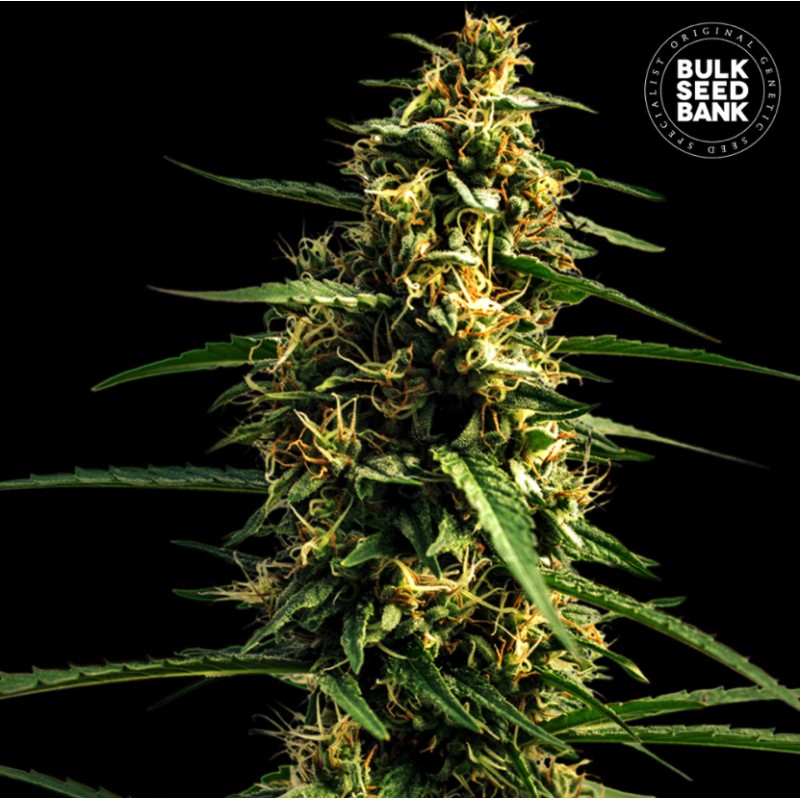AUTO MANDARINE JUICE · Bulk Seed Bank · cannabis seeds · Auto Fem