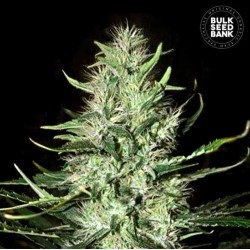 AUTO MAZAR EXTRA · Bulk Seed Bank · semillas de marihuana · Auto Fem
