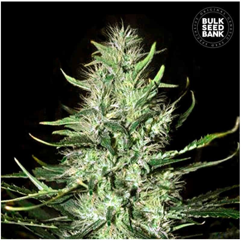 AUTO MAZAR EXTRA · Bulk Seed Bank · semillas de marihuana · Auto Fem