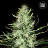 AUTO MAZAR EXTRA · Bulk Seed Bank · semillas de marihuana · Auto Fem