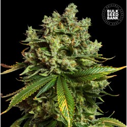 AUTO MIMOSA FAMOSA · Bulk Seed Bank · semi di canapa · Auto Fem