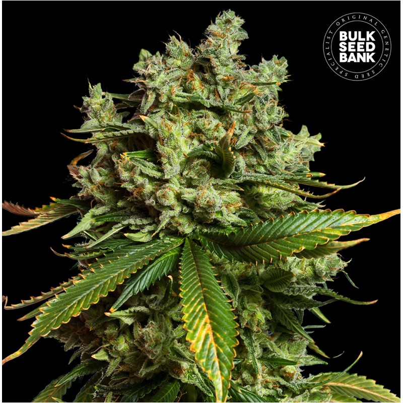 AUTO MIMOSA FAMOSA · Bulk Seed Bank · semi di canapa · Auto Fem