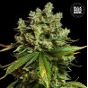 AUTO MIMOSA FAMOSA · Bulk Seed Bank · semillas de marihuana · Auto Fem