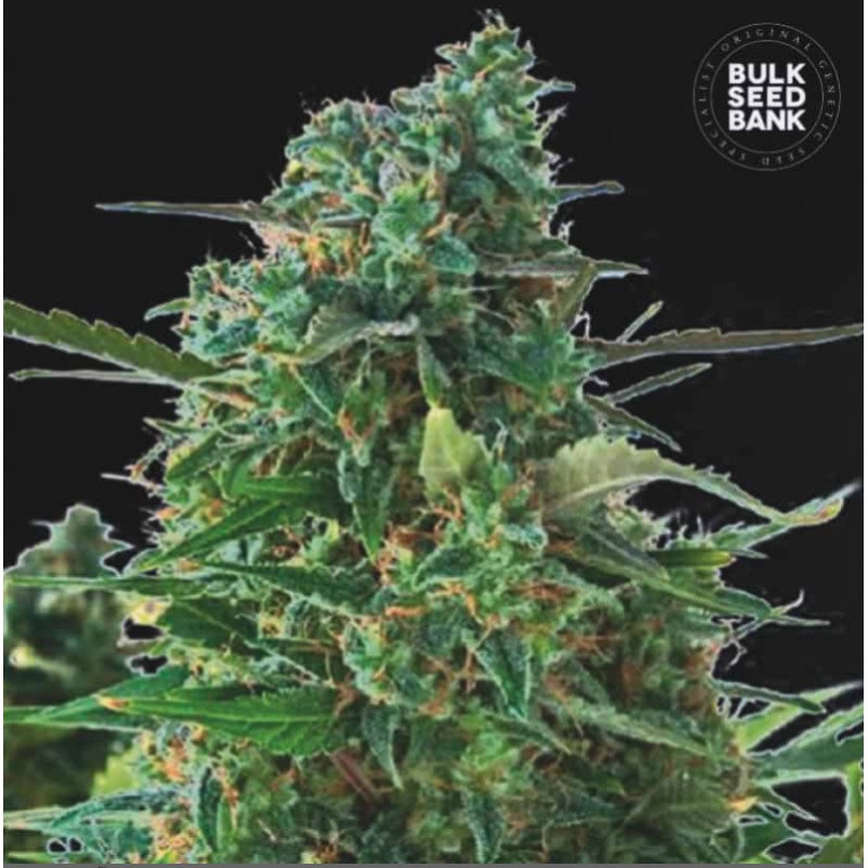 AUTO NBA DIESEL· Bulk Seed Bank · cannabis seeds · Auto Fem
