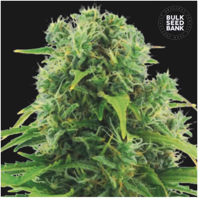 AUTO NORTHERN LIGHT · Bulk Seed Bank · semillas de marihuana · Auto Fem