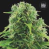 AUTO NORTHERN LIGHT · Bulk Seed Bank · cannabis seeds · Auto Fem