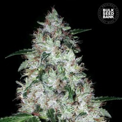 AUTO OG KUSH · Bulk Seed Bank · cannabis seeds · Auto Fem