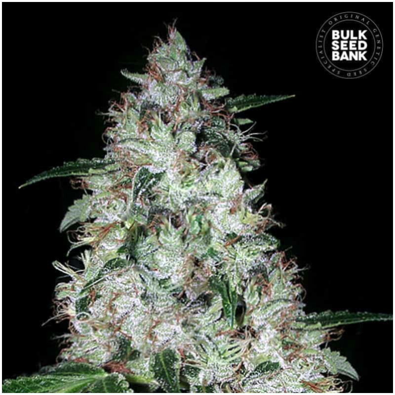 AUTO OG KUSH · Bulk Seed Bank · cannabis seeds · Auto Fem
