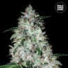AUTO OG KUSH · Bulk Seed Bank · semillas de marihuana · Auto Fem