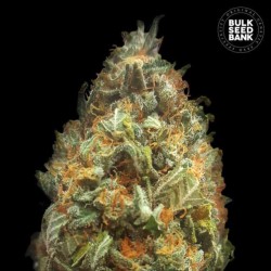 AUTO ORIGINAL ORANGE BUD · Bulk Seed Bank · semillas de marihuana · Auto Fem