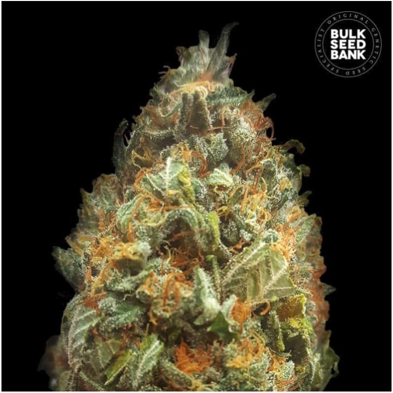 AUTO ORIGINAL ORANGE BUD · Bulk Seed Bank · semillas de marihuana · Auto Fem