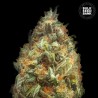 AUTO ORIGINAL ORANGE BUD · Bulk Seed Bank · semi di canapa · Auto Fem