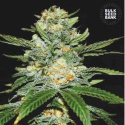 AUTO PERFECT POWER PLANT · Bulk Seed Bank · semi di canapa · Auto Fem