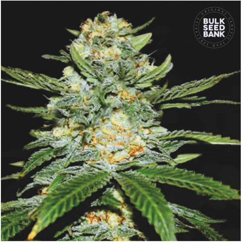 AUTO PERFECT POWER PLANT · Bulk Seed Bank · semillas de marihuana · Auto Fem