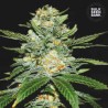 AUTO PERFECT POWER PLANT · Bulk Seed Bank · cannabis seeds · Auto Fem