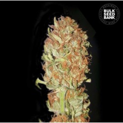 AUTO PSYCHEDELIC · Bulk Seed Bank · semi di canapa · Auto Fem