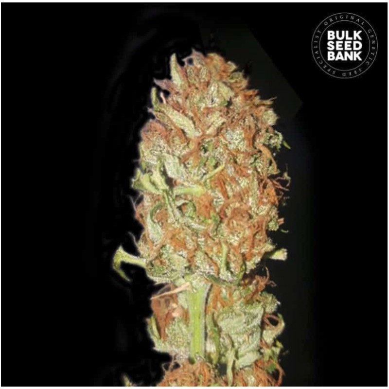 AUTO PSYCHEDELIC · Bulk Seed Bank · cannabis seeds · Auto Fem