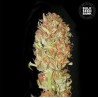 AUTO PSYCHEDELIC · Bulk Seed Bank · semillas de marihuana · Auto Fem