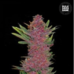 AUTO PURPLE GLAM KUSH · Bulk Seed Bank · semillas de marihuana · Auto Fem