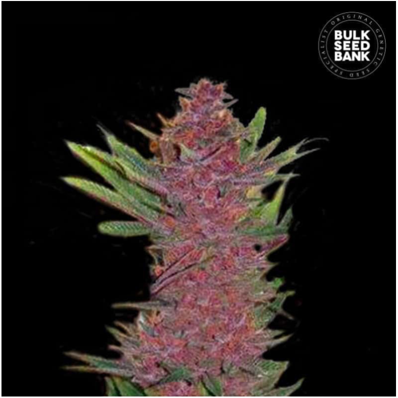 AUTO PURPLE GLAM KUSH · Bulk Seed Bank · semi di canapa · Auto Fem