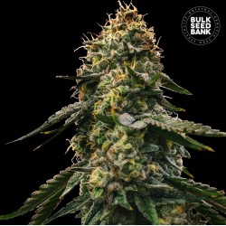 AUTO RUNTZ GLUNTZ · Bulk Seed Bank · semi di canapa · Auto Fem