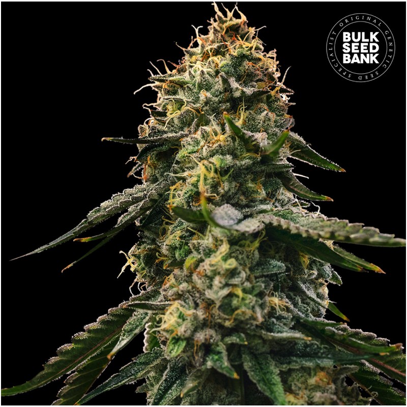 AUTO RUNTZ GLUNTZ · Bulk Seed Bank · semillas de marihuana · Auto Fem
