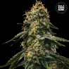AUTO RUNTZ GLUNTZ · Bulk Seed Bank · semi di canapa · Auto Fem