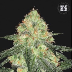 AUTO SOUR DIESEL · Bulk Seed Bank · cannabis seeds · Auto Fem