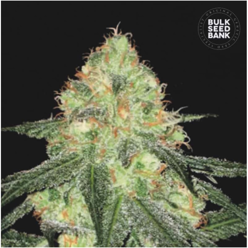 AUTO SOUR DIESEL · Bulk Seed Bank · semillas de marihuana · Auto Fem