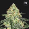 AUTO SOUR DIESEL · Bulk Seed Bank · semillas de marihuana · Auto Fem